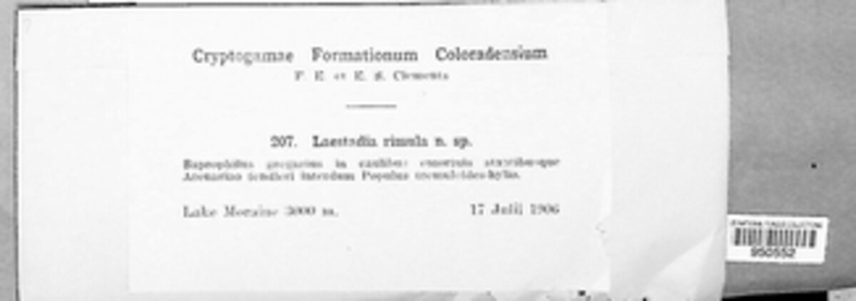 Laestadia rimula image